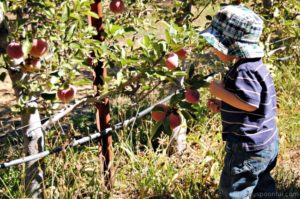 Apple Picking in Julian