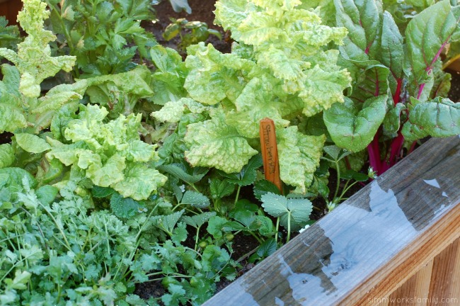 Keeping Pests Away Using Ladybugs In The Garden and strawberries