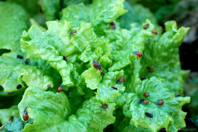 Keeping Pests Away Using Ladybugs In The Garden crawling around