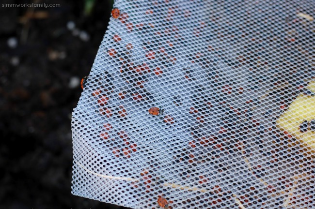 Keeping Pests Away Using Ladybugs In The Garden - in a bag