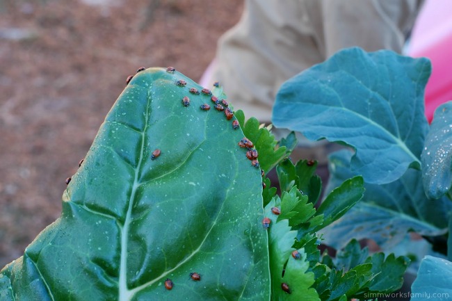 Keeping Pests Away Using Ladybugs In The Garden spreading out