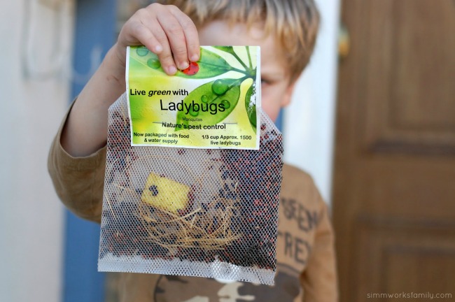 Keeping Pests Away Using Ladybugs In The Garden