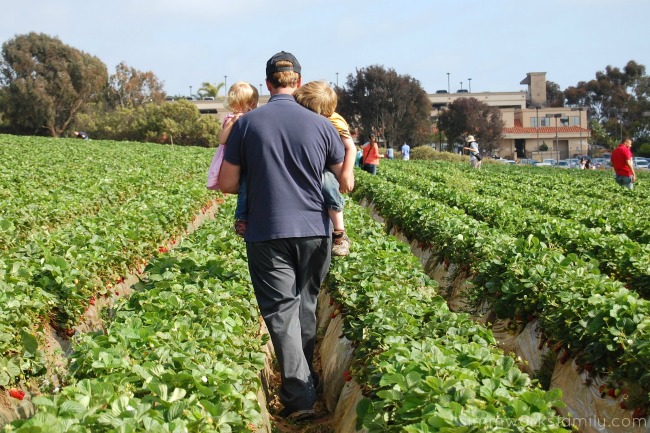 Where to Pick Strawberries in San Diego strawberry fields