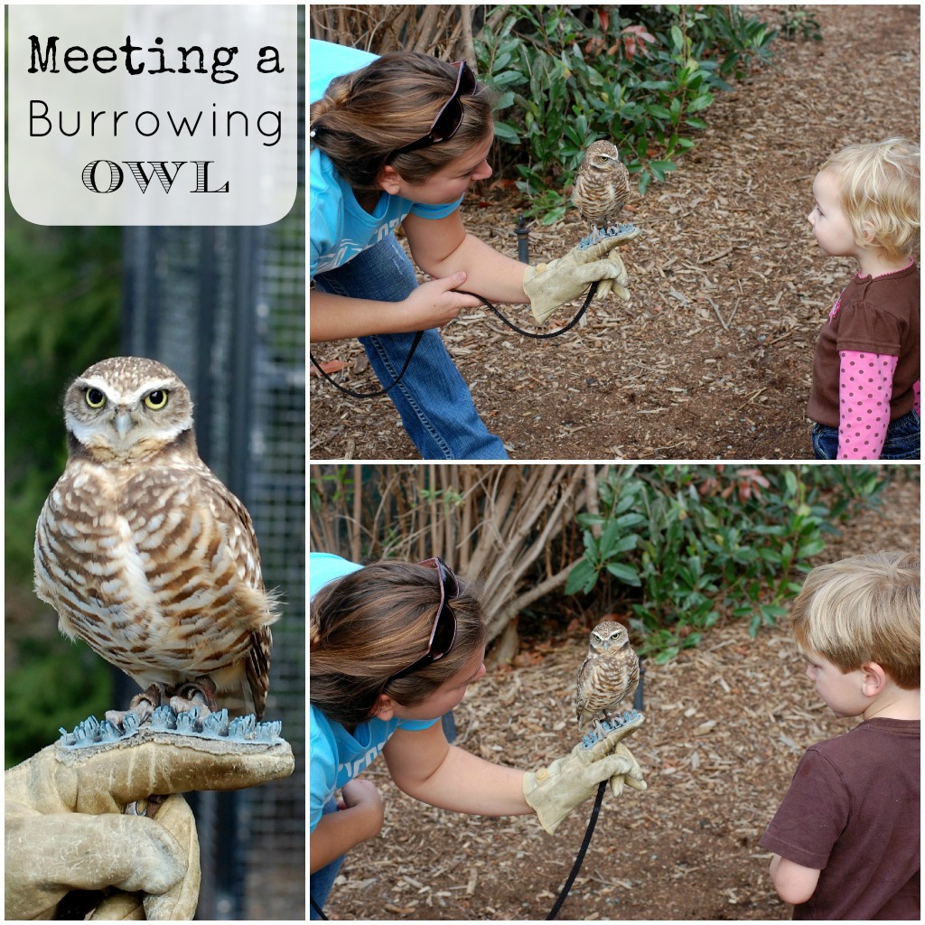 Living Coast Discovery Center San Diego Burrowing Owls