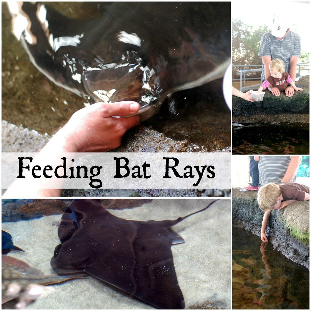 Feeding Bat Rays at the Living Coast Discovery Center