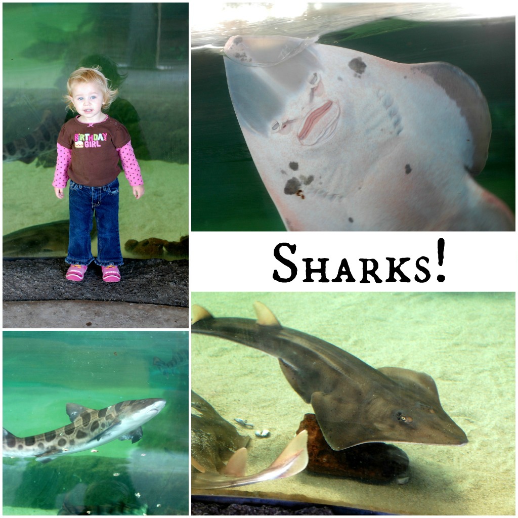 Feeding Sharks at the Living Coast Discovery Center