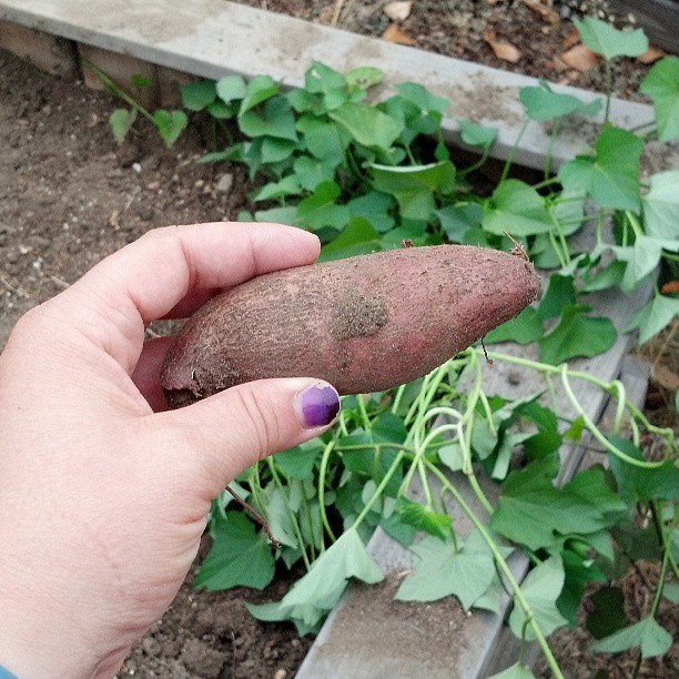 Sweet Potato in the garden