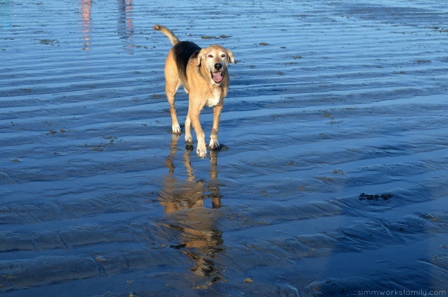 STAINMASTER PetProtect running at the beach