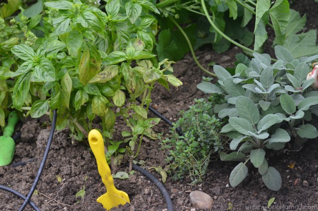 5 Easy Herbs to Grow In The Garden basil oregano sage
