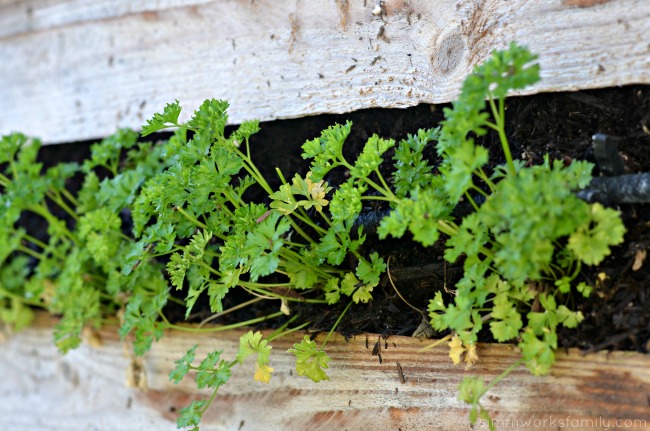 5 Easy Herbs to Grow In The Garden parsley