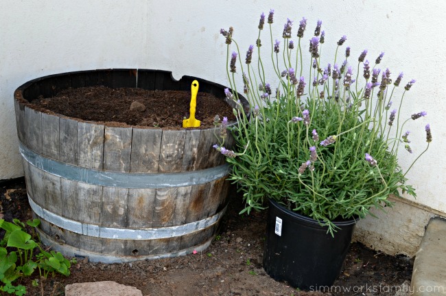 Gardening with Kids lavender plant