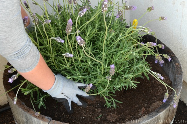 Gardening with Kids planting lavender in a wine barrel