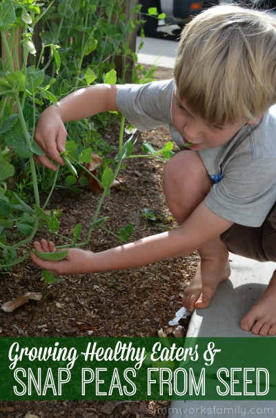 Growing Healthy Eaters and Snap Peas from Seed