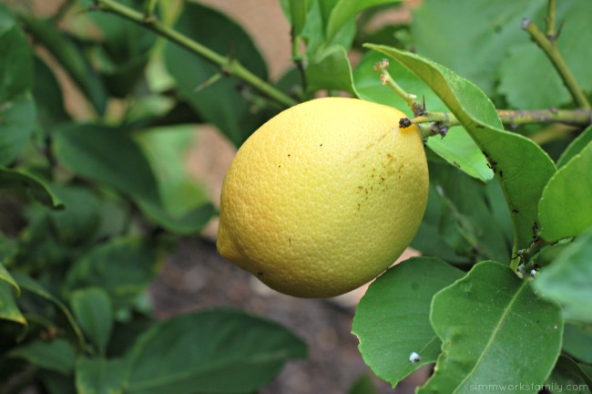 Strawberry Lemonade with a Twist Drink Recipe lemon tree #SweetNLowStars