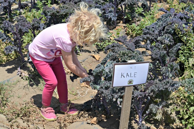 Suzie's Farm picking kale