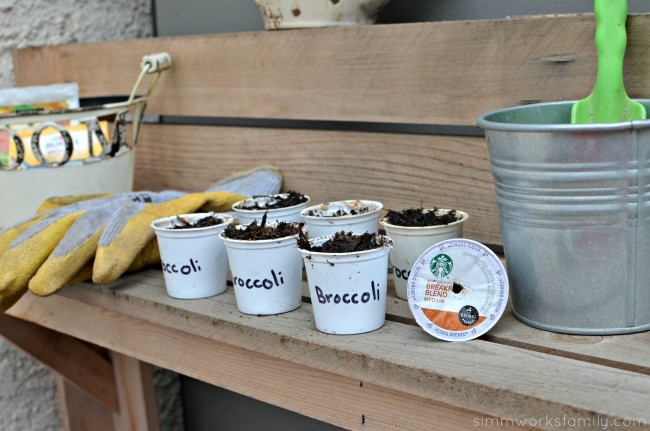 K-Cup Seed Starters - broccoli