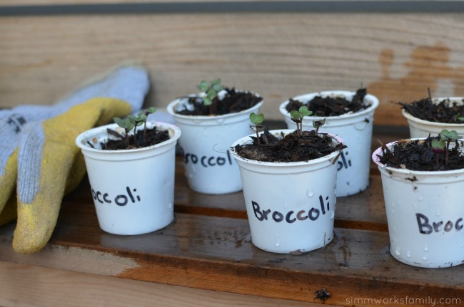 Upcycled Container Gardens - growing seedlings