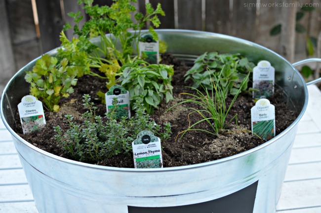 Upcycle Food Containers As Little Greenhouses - Reuse Grow Enjoy