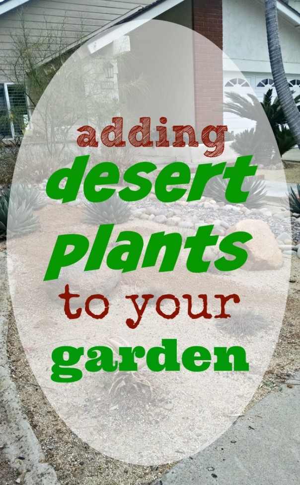 Adding Desert Plants to Your Garden