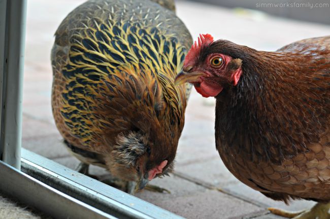 Raising Chickens In San Diego With Kids - ChickenTV