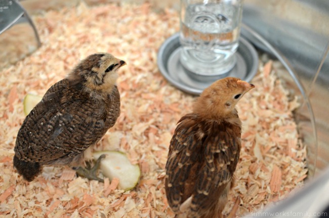 Upcycled Container Gardens - baby chicks in container