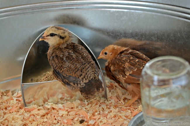 Upcycled Container Gardens - chicks in container