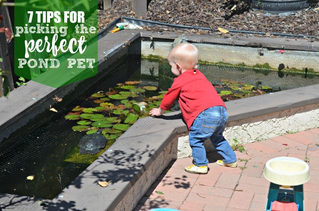 7 Tips for Picking The Perfect Pond Pet