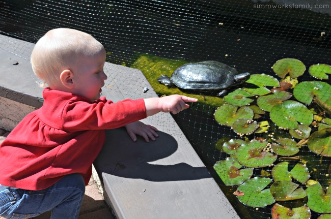 Picking the Perfect Pond Pet - consider kids in the decision