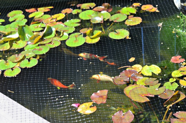 Picking the Perfect Pond Pet - know breeding habits