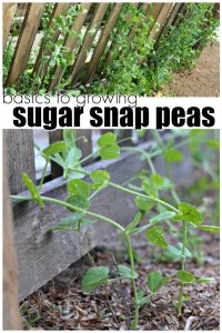 Basics to Growing Sugar Snap Peas