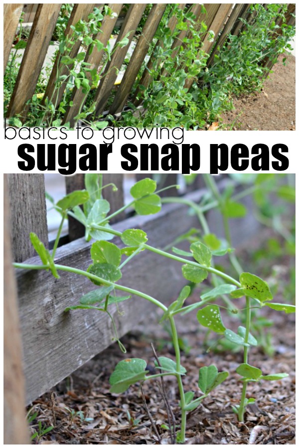 Basics to Growing Sugar Snap Peas - A Crafty Spoonful