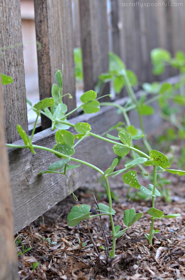 planting sugar snap peas