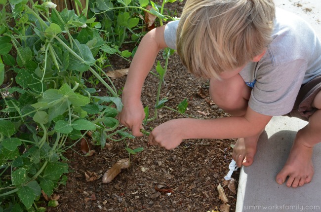 How Plant Tape Can Change Farming in California - A Crafty Spoonful