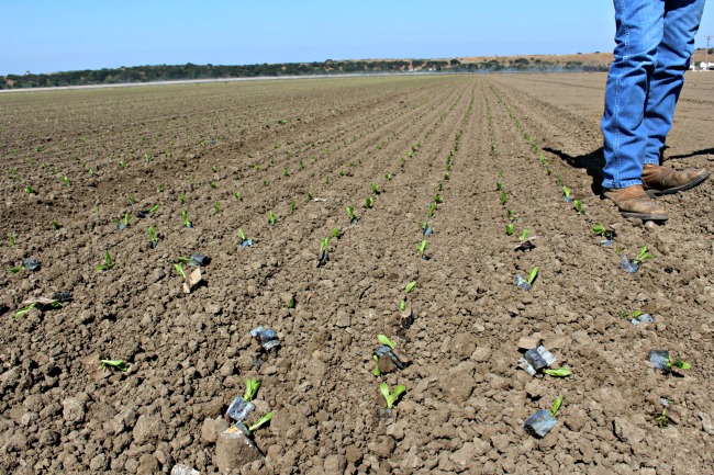 Planting seedlings at any stage: PlantTape offers flexibility to