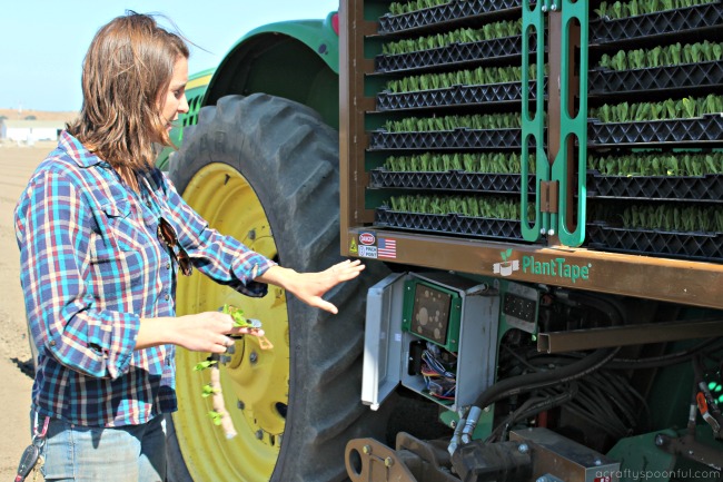 PlantTape Transplanter Set Up - Loading Plants 