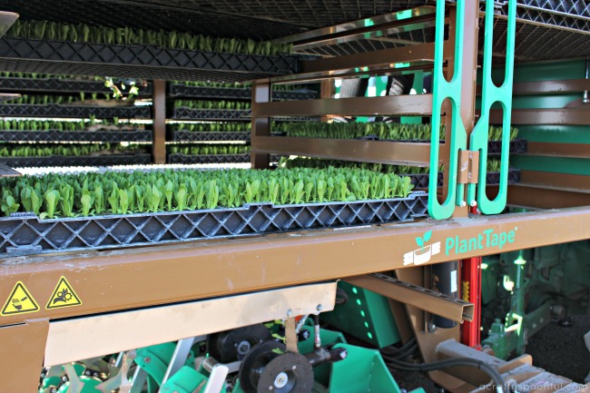 PlantTape Automated Transplanting System - PlantTape